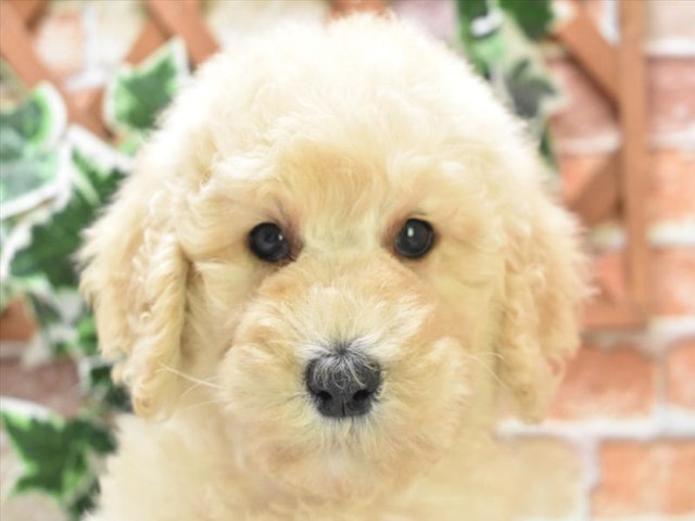 神奈川県のスタンダードプードル (ペッツワン三浦店/2024年4月8日生まれ/男の子/クリーム)の子犬